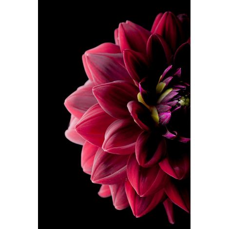 Tableau sur toile dahlia 30x45 cm - Impression sur Toile Murale Décorative - Image imprimée en HD sur Toile - Toile sur Châssis en Bois FSC - Fabriqué en France (1/5)