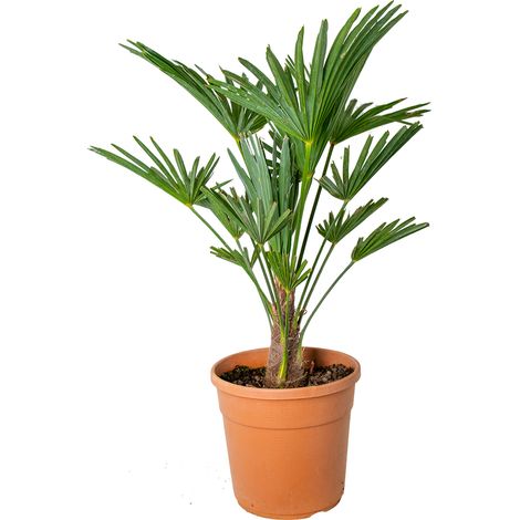Bloomique - Trachycarpus Wagnerianus - Palmier éventail - Palmier rustique - Plantes de jardin - Hauteur 60-80 cm - Pot 21 cm
