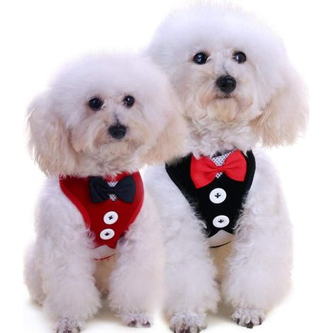 Harnais pour chat et petit chien avec laisse, gilet de marche élégant style smoking avec nœud papillon (1/5)