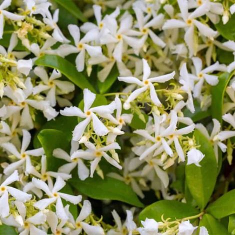 Pépinières Naudet – Jasmin étoilé – Plante grimpante parfumée – Fleurs blanches en étoiles – Hauteur 2m pour treillis et pergolas (1/3)