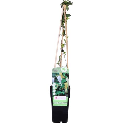 Lonicera japonica 'Halliana' Chèvrefeuille grimpant à fleurs blanches H 65 cm Pot 15 cm - PANGIVO (1/5)