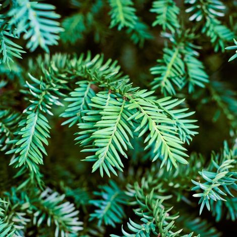 If à baies - Taxus baccata 100cm en pot