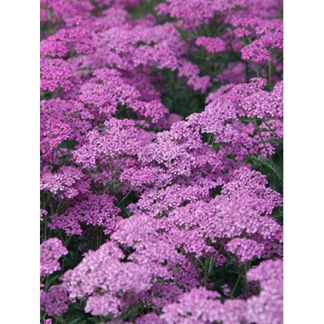 Achillée millefeuille 'Lilac Beauty' Pot de 2L/3L