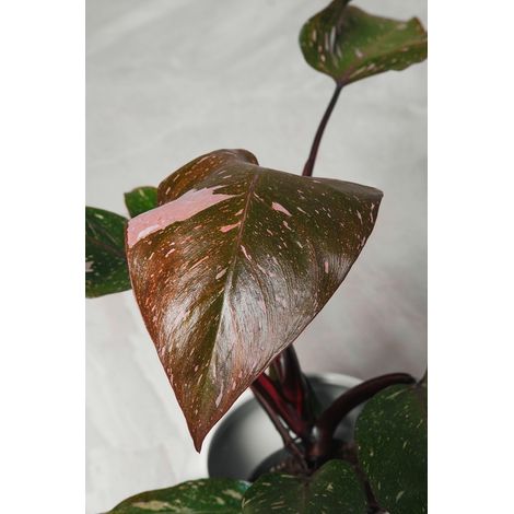 Philodendron Pink Princess plante en pot rare 15cm H 45 cm