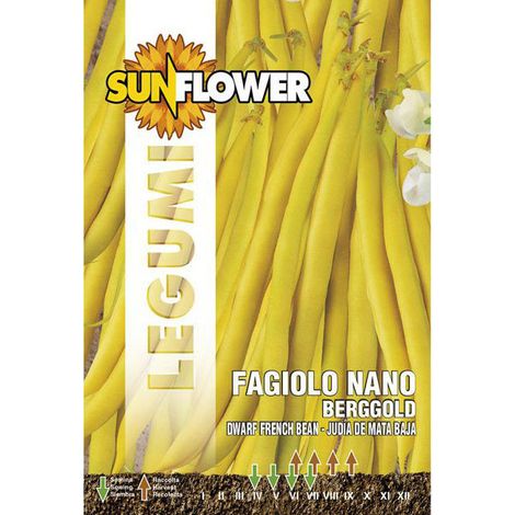 Graines de haricot nain Berggold tournesol