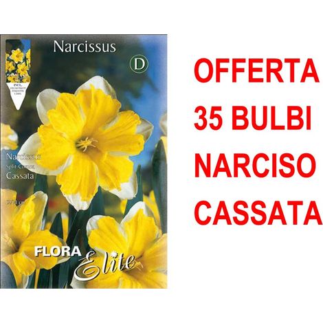 OFFERTA 35 BULBI NARCISO SPLIT CORONA CASSATA BULBS BULBES