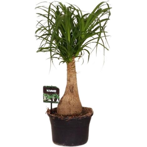 Beaucarnea Nolina plante d’intérieur pied d’éléphant feuillage décoratif pot 19 cm hauteur 60 cm - PANGIVO (1/5)