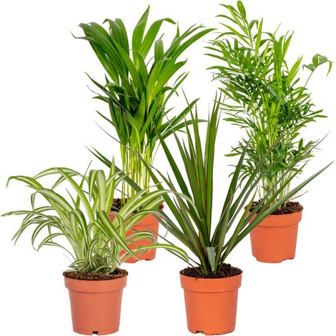 Bloomique - Lot de 4 - Mélange dépolluant - Dracaena, Dypsis, Chamaedorea, Chlorophytum - Plantes d’intérieur - Hauteur 20-40 cm - Pot 12 cm (1/5)