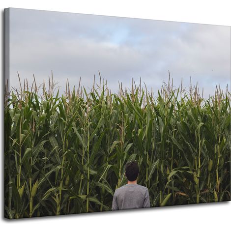 Leinwanddruck Naturmotiv Maisfeld 100x80 cm