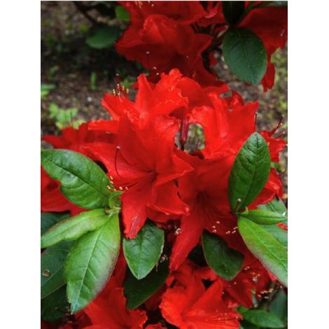 Azalée caduque knaphill 'Nabucco' Pot de 4L/5L