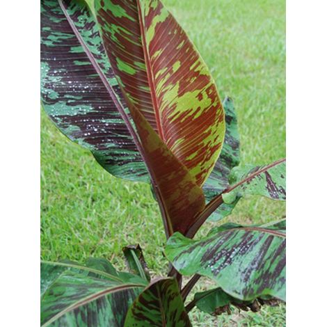 Bananier du Sikkim 'Red Tiger' Pot de 3L/4L