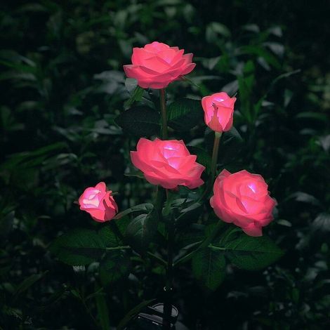 Éclairage Solaire En Forme De Fleurs Pour Décoration De Jardin -- Rose (1/5)