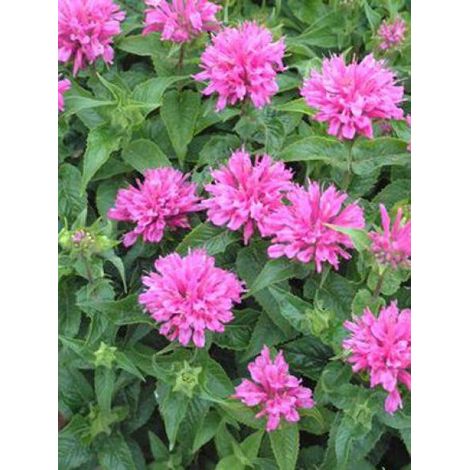 Monarde 'Petite Delight' Godet de 8/9 cm