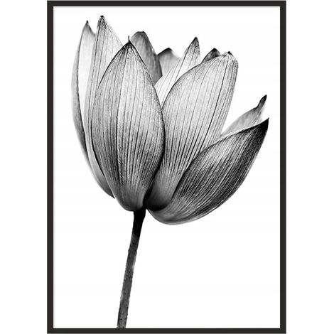 Bild Poster im Rahmen 53x73 cm Blume P1038 (1/4)