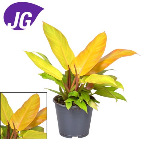 Philodendron Prince Of Orange - Plante Verte d'Intérieur Décorative - Pot Ø14cm - Hauteur 35cm - PANGIVO