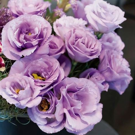 Lisianthus Lavande Clair Lucita – 1000 Graines d’Eustoma à Semer, Floraison Longue et Délicate, Idéal en Pots ou Massifs (1/5)