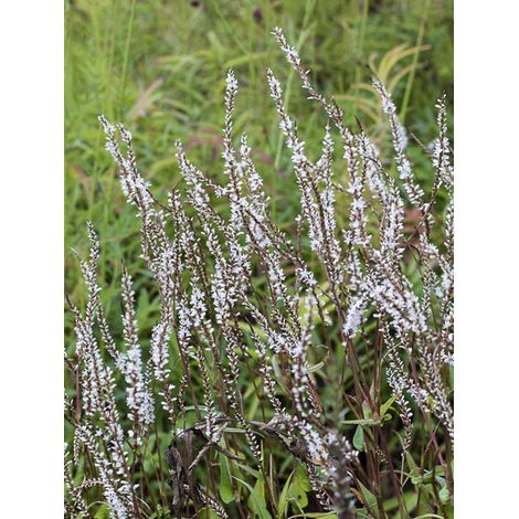 Persicaire, Renouée 'White Eastfield ' Godet de 8/9 cm