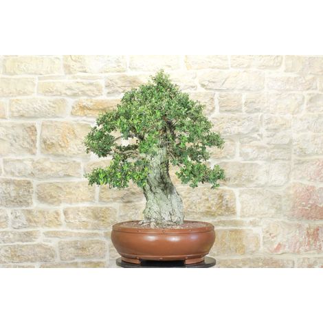 Bonsai di Quercia da Sughero (47) (1/5)