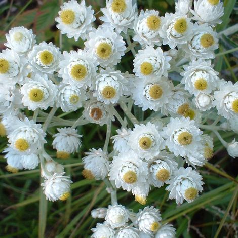 4 x Immortelle d'Argent 'Neuschnee' - godet 9x9 cm (1/4)