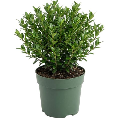 Bloomique - Ilex Crenata Jenny - Houx japonais - Plante rustique - Plante balcon - Hauteur 10-20 cm - Pot 10 cm