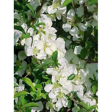 Cognassier du Japon 'Jet Trail' Pot de 3L/4L (1/3)