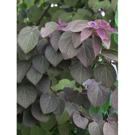 Arbre à caramel 'Rotfuchs' Pot de 4L/5L (1/2)
