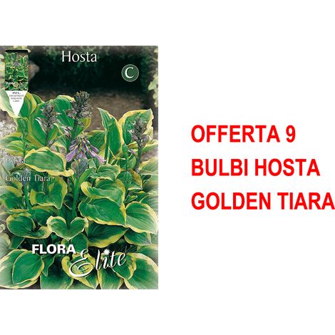 OFFERTA 9 BULBI HOSTA GOLDEN TIARA BULBI PRIMAVERILI BULBS