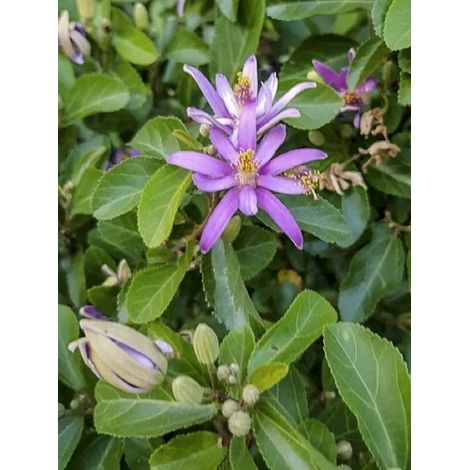 Grewia occidentalis Pot de 3L/4L