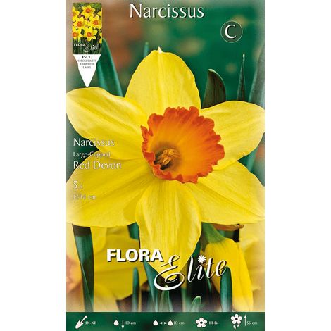 BULBI AUTUNNALI NARCISO LARGE-CUPPED RED DEVON CONFEZIONE DA 5 BULBI BULBS BULBES