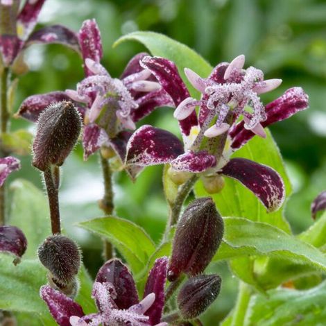 Tricyrtis Mousse Framboise – Lis Crapaud – Bulbes d'été – floraison en octobre / juin / juillet / août / septembre (1/2)