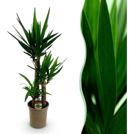 Yucca elephantipes - Plante d'intérieur Robuste et Facile d'entretien - Vert - Pot 21 cm H 100 cm - PANGIVO (1/5)