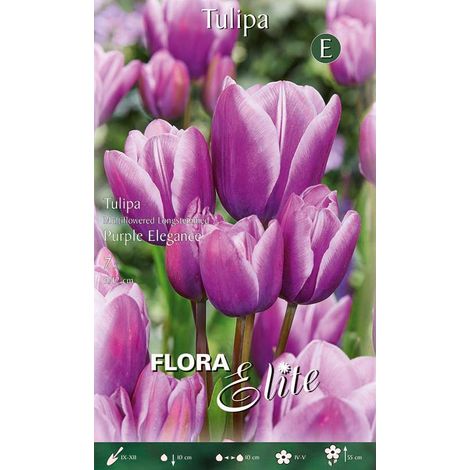 Bulbi di Tulipano Multi-Flowering Longstemmed Purple Elegance (CONFEZIONE DA 7 BULBI)
