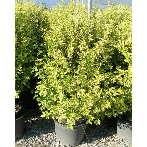 Gardenaria Ligustro - Ligustrum ovalifolium 'Aureum' - Arbusto ornamentale da giardino - Altezza: 40/60 cm (vaso19) (1/2)