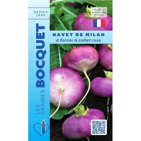 Navet de Milan à forcer collet rose - 6g