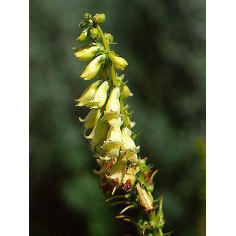 Digitale jaune Godet de 8/9 cm (1/4)