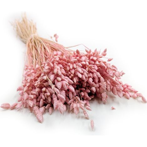 Planta temblorosa seca - (Briza Maxima) - Rosa