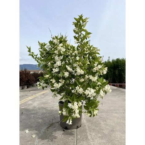 Gardenaria Weigela 'Snowflake' - Arbusto ornamentale da giardino - Altezza: 40/50 cm (vaso18) (1/2)