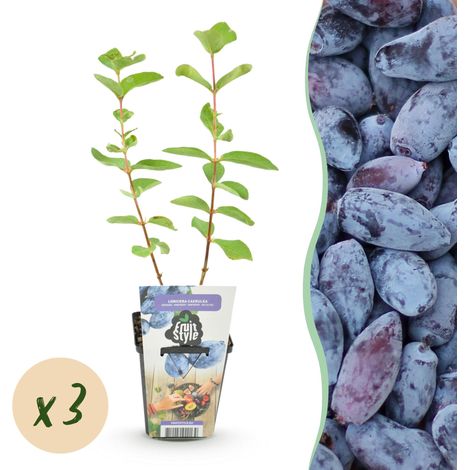 Baie de Miel Lonicera caerulea Kamtschatica - Lot de 3 Plantes Fruitières Rustiques - Pot 9 cm - PANGIVO (1/5)