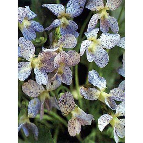 Violette sororia 'Freckles' Godet de 8/9 cm