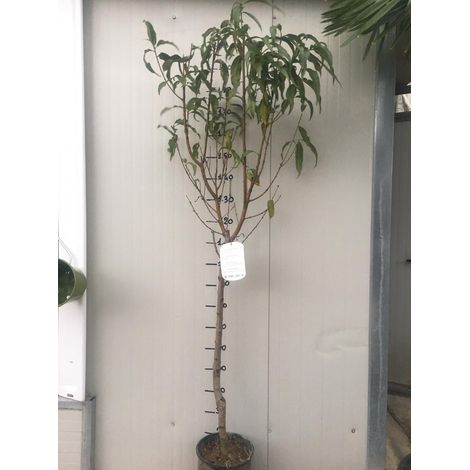 Vivaio Garden Forest – Plante de pêche Platicarpa – Arbre fruitier à feuillage vert – Floraison rosée précoce – Fruits plats 120-160g, chair blanche parfumée (1/2)