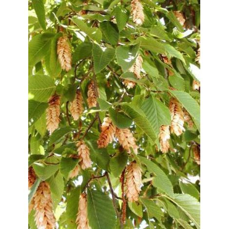 Charme houblon Pot de 7,5L/10L