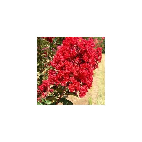 Plante Lagerstroemia indica Pot Ø24cm h 140cm couleurs variées photos réelles - Couleur : Rouge - Colore: Rossa