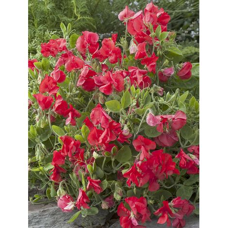 Pois de senteur 'Villa Roma Scarlet' le sachet de 20 graines (2g) (1/2)