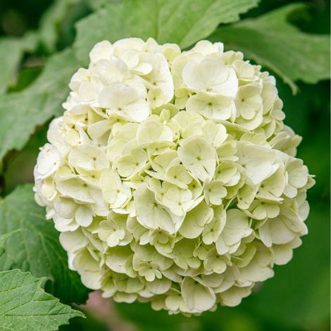 Hortensia macrophylla soeur therese - Hydrangea macrophylla soeur therese Pot 3L