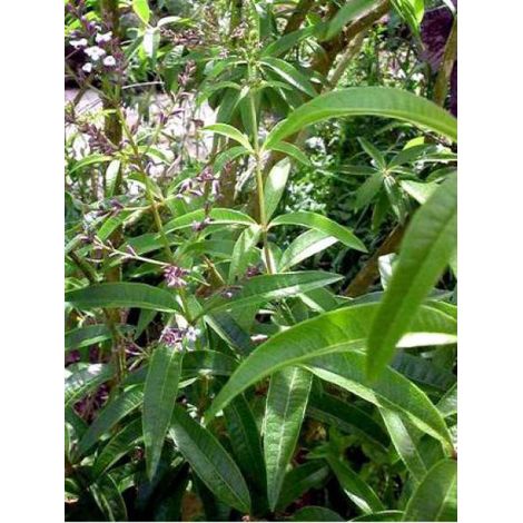 Citronnelle verveine Godet de 7/8 cm