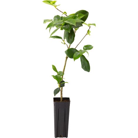Camellia japonica - camelia - vaso quadro 9x9x20 cm (1/3)
