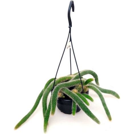 Planta Colgante Cactus Cola de Mono en Maceta de 15