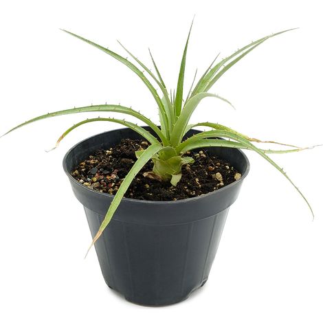 Puya raimondii - Regina delle Ande - vaso 15 cm (1/3)
