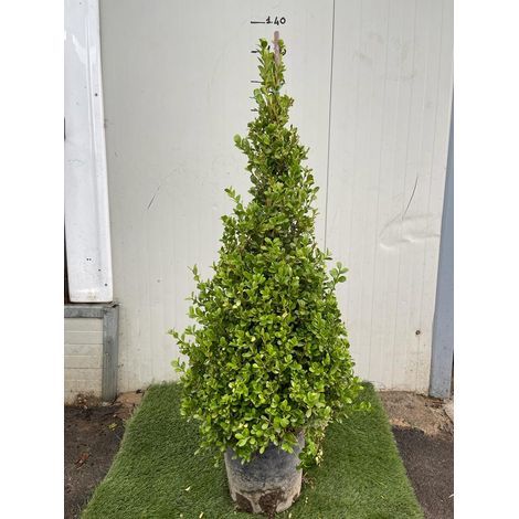 Buxus Sempervirens Arborescens - pyramide - (buis) Plante h 110 cm Royal Photo