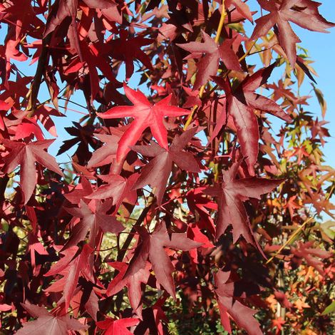 Storace scarlatto "Liquidambar styraciflua" pianta in vaso  10 cm (1/5)